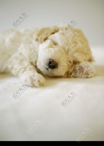 熟睡的小狗图片