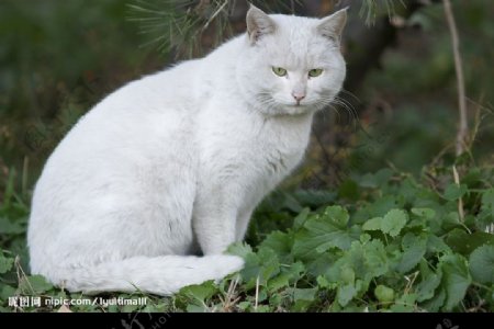 白色小猫01图片
