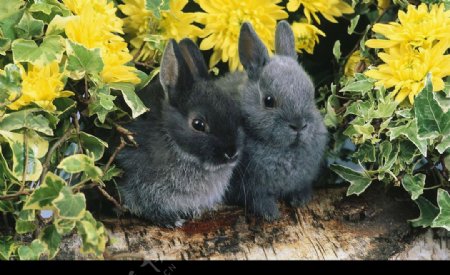 两只小兔子图片