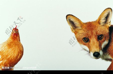狐狸与鸡图片