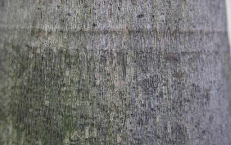 树皮粗糙纹理图片