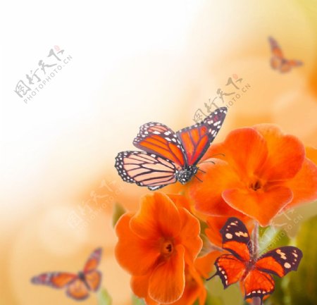 蝴蝶采花图片