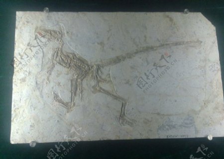 古代化石中华龙图片