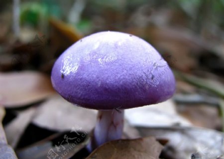 紫蘑菇图片