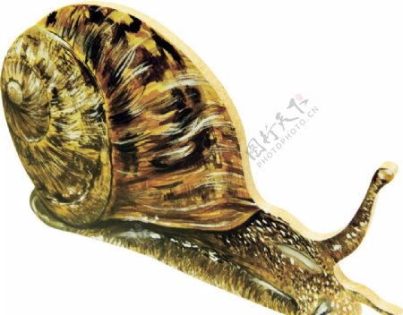 高清手绘蜗牛素材图片
