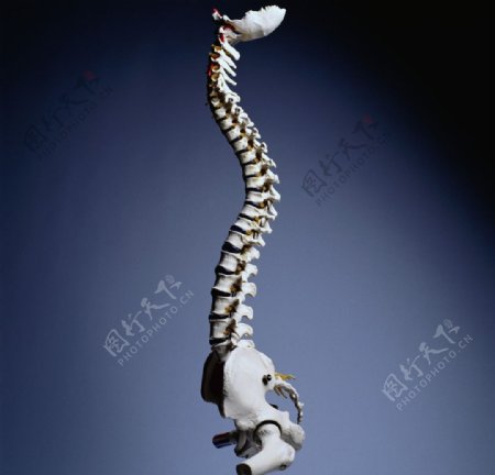 弯曲脊髓图片