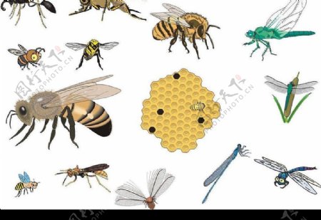 CorelDARW精选矢量图库蜜蜂蜻蜓图片