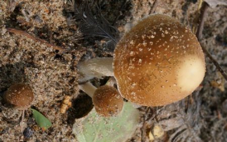 小蘑菇图片