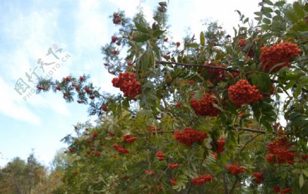 秋日红豆树图片