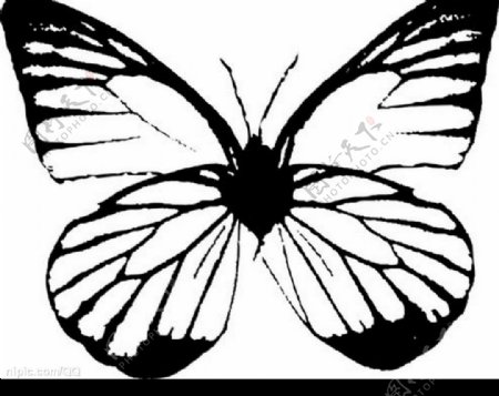 蝶的矢量图图片