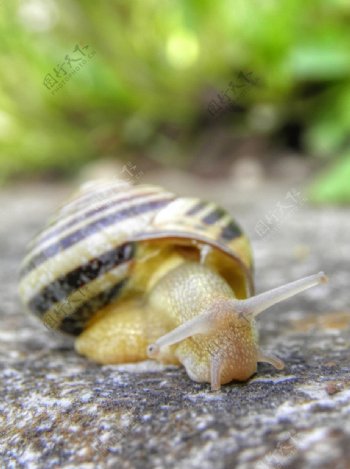 蜗牛近景图片
