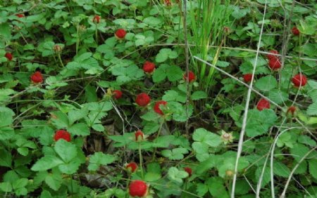 林间野草莓图片