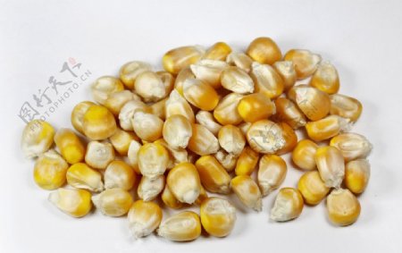 玉米籽粒图片