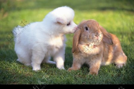 兔子与狗图片