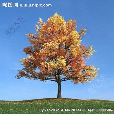 秋季树木模型树模型图片