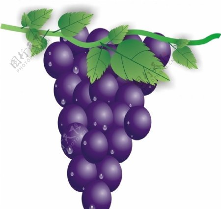 紫色水晶葡萄图片