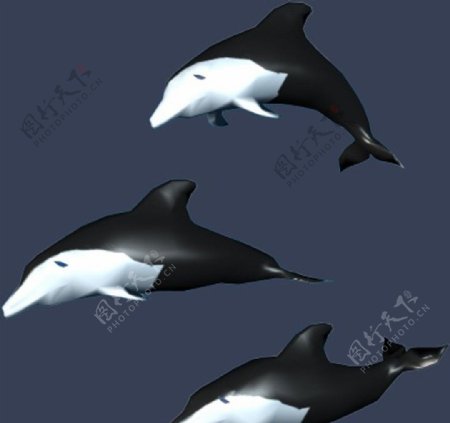海豚模型图片