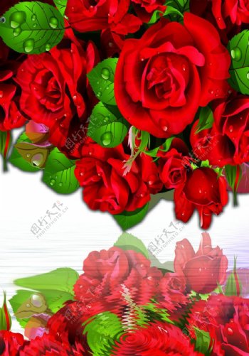 超大玫瑰花素材图片