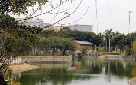晋江世纪公园湖水清澈池塘图片