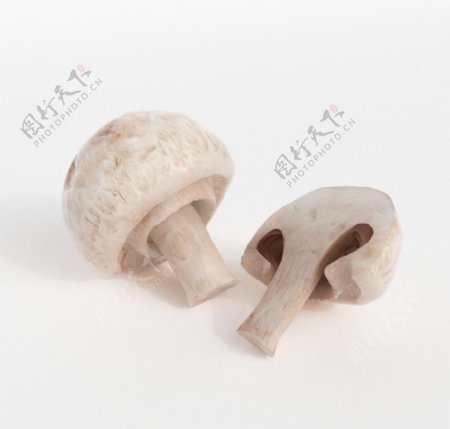 白蘑菇三维模型图片