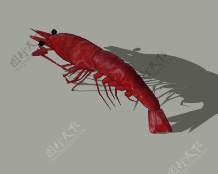 红虾3D模型图片