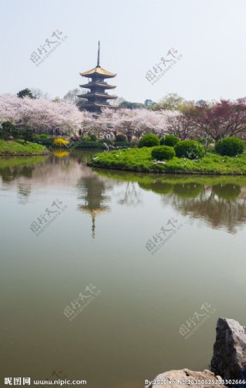 东湖风景区樱花节图片