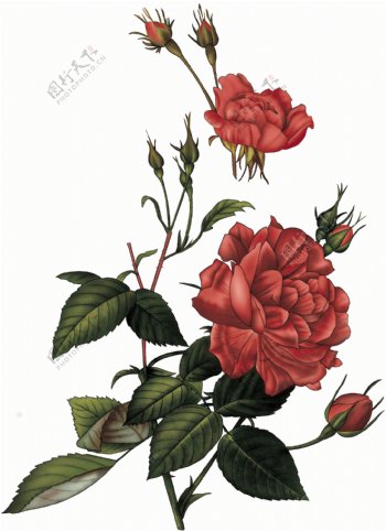大红玫瑰图片