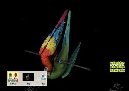 画眉鹦鹉3D三维模型建模图片