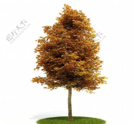 精美树木3D模型图片