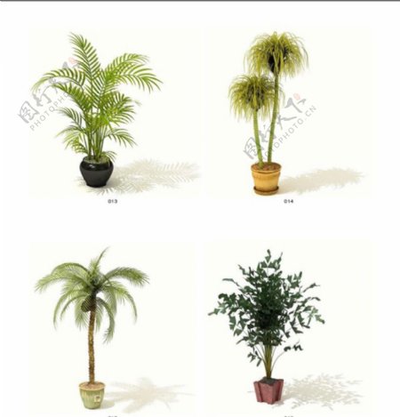 三维植物模型素材4图片