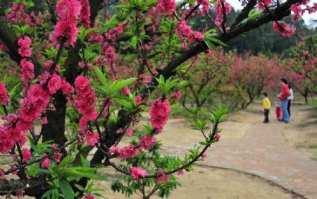 北海道札幌山岗公园的春色图片