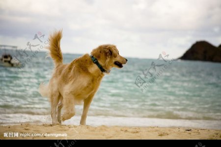 海边的狗图片