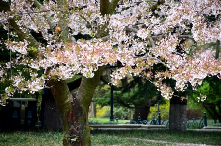 樱树樱花图片