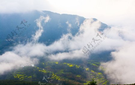 云雾中的梯田图片