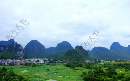 桂林百亩荷塘图片