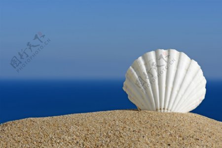 沙滩白色贝壳图片