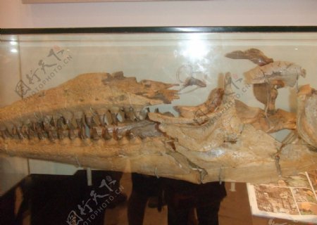 世博会比利时馆里面的恐龙化石图片