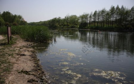 江湾湿地图片