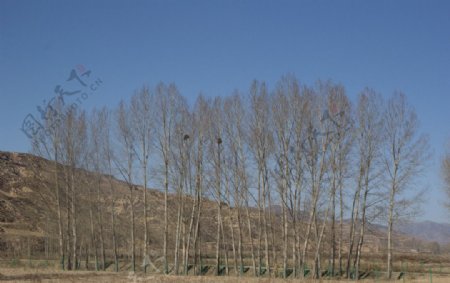 柴水河滩地白杨树图片