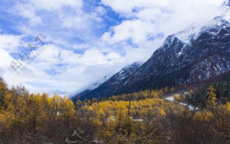 雪山森林图片