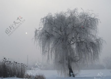冰天雪地里的树图片