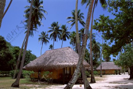 椰子树三亚建筑图片