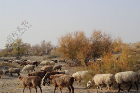 新疆古尔图2图片
