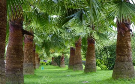泳池边的棕榈树图片