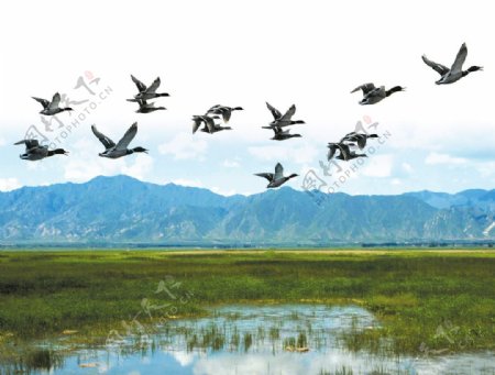 北京野鸭湖湿地公园图片