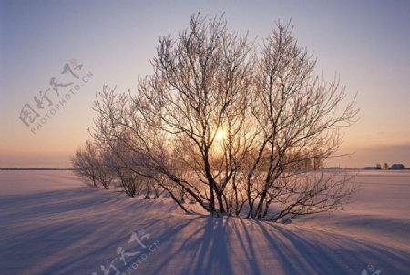 唯美夕阳雪景图片
