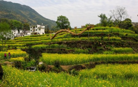 江岭梯田油菜花图片