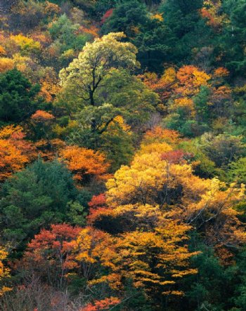 秋天中树的景观图片