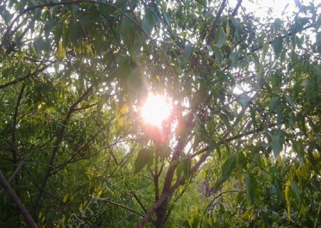 树枝间透露出阳光图片