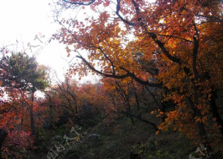 香山红叶图片